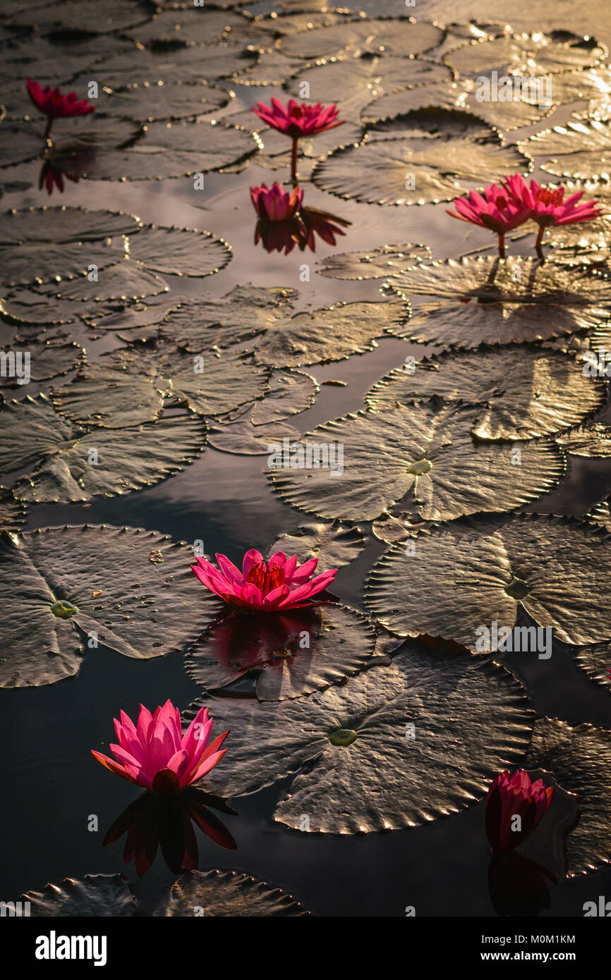 Voller Blüte lotusse am See Seloton. Stockfoto