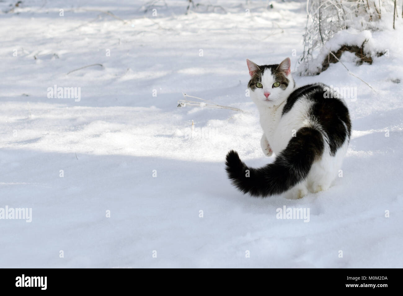 Katze mit geschwollenen Schwanz im Schnee und auf Kamera. Stockfoto