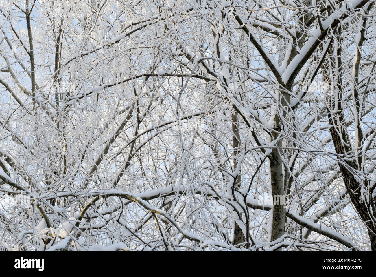 Schneebedeckte Zweige Stockfoto