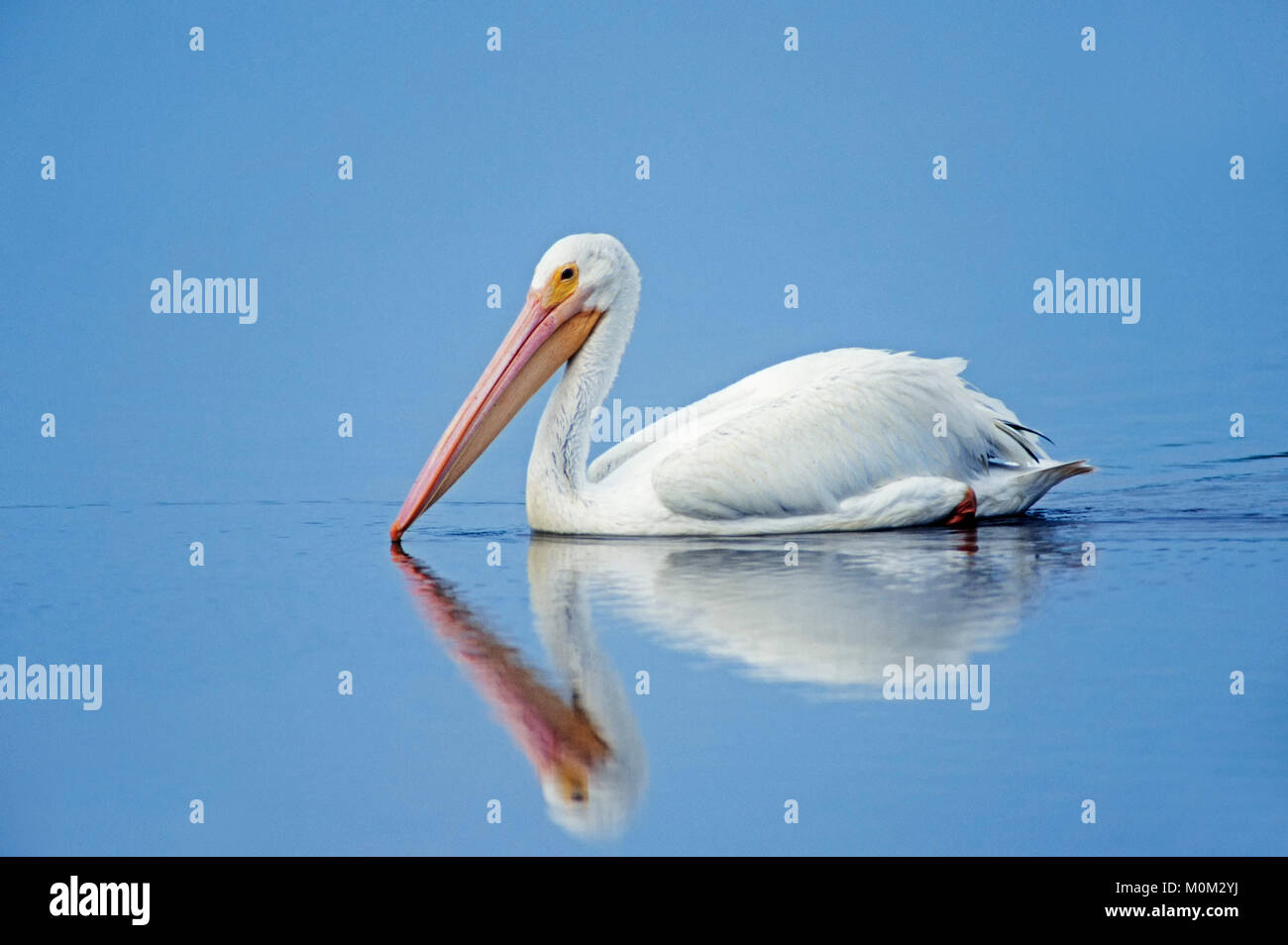 American White Pelican, weiblich, Sanibel Island, Florida, USA/(Pelecanus erythrorhynchos) | Nashornpelikan, weiblich, Sanibel Island, Florida, USA Stockfoto