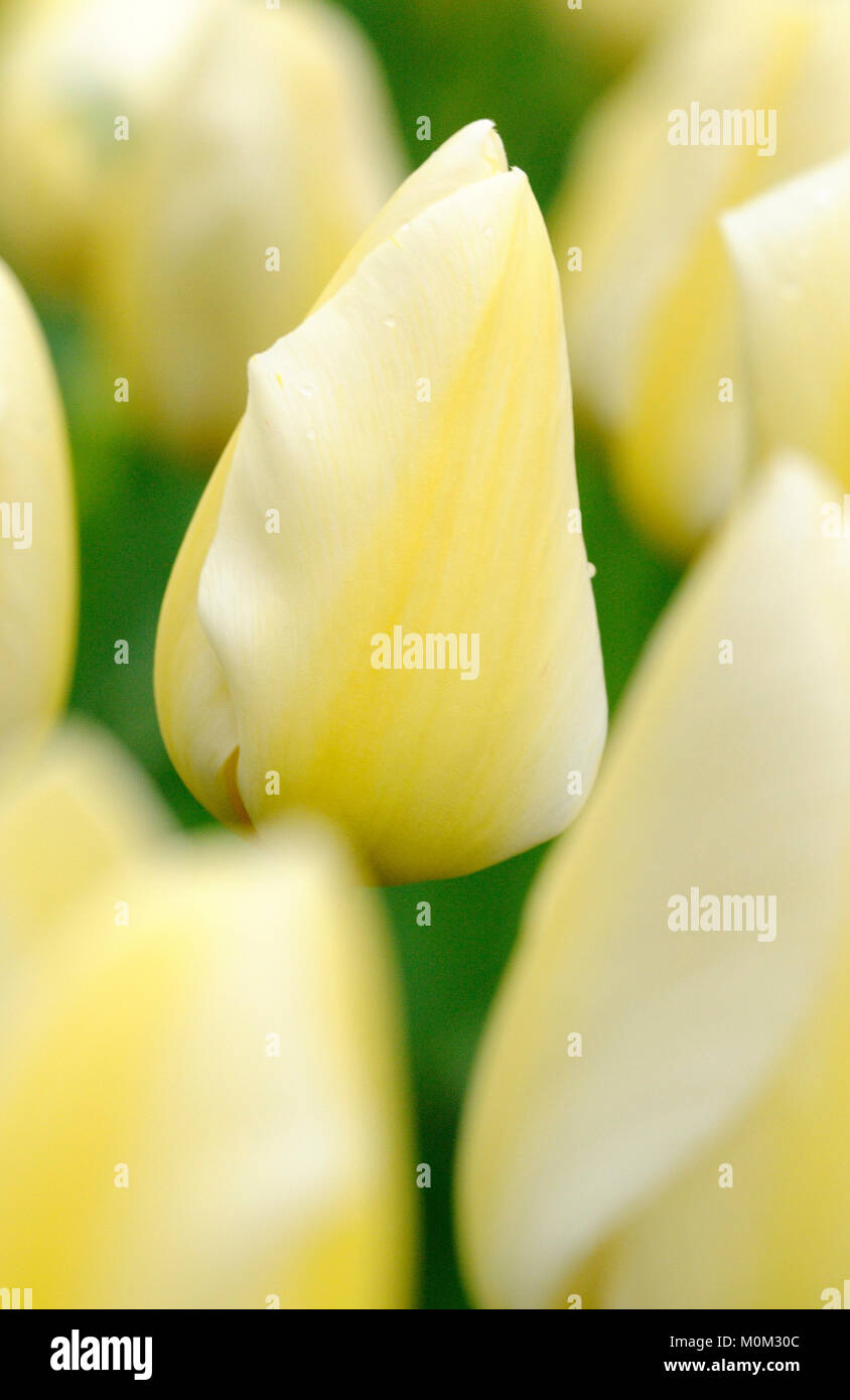 - Tulpenbeet Tulpen Stockfoto