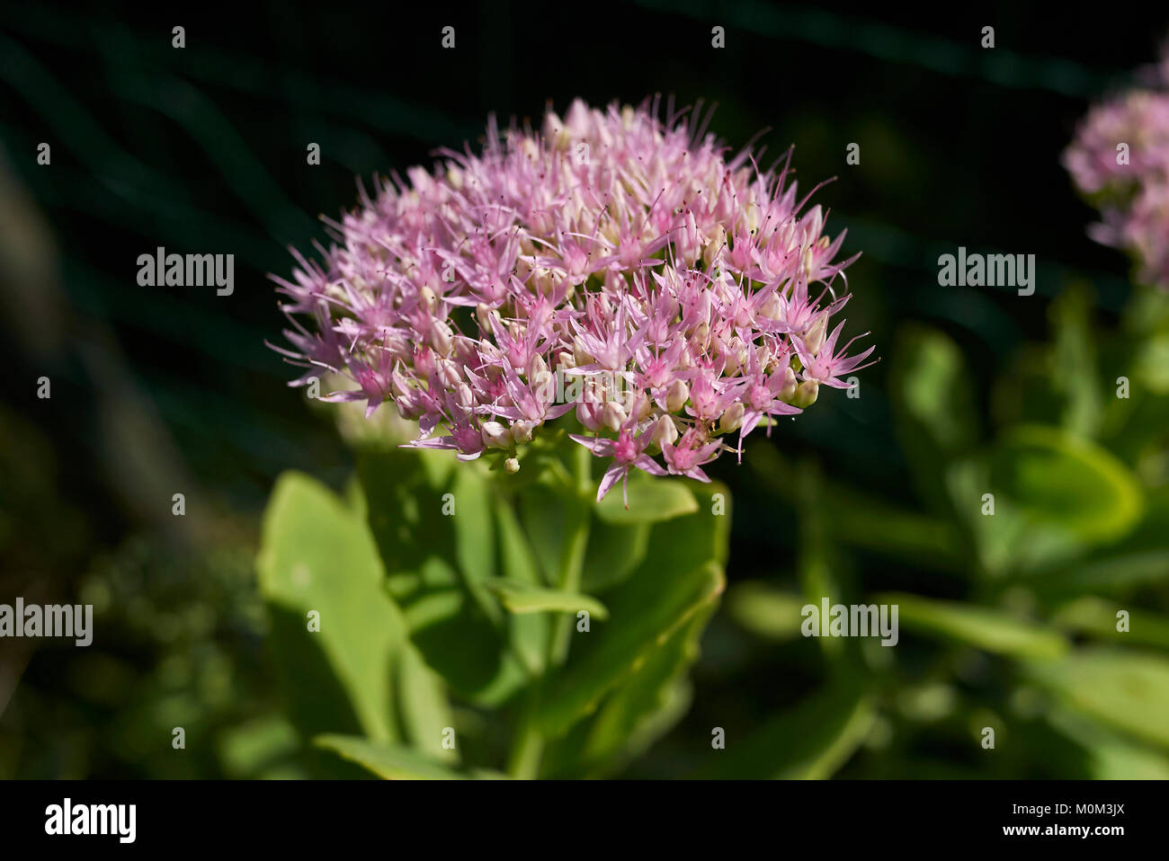 Sedum telephium Stockfoto