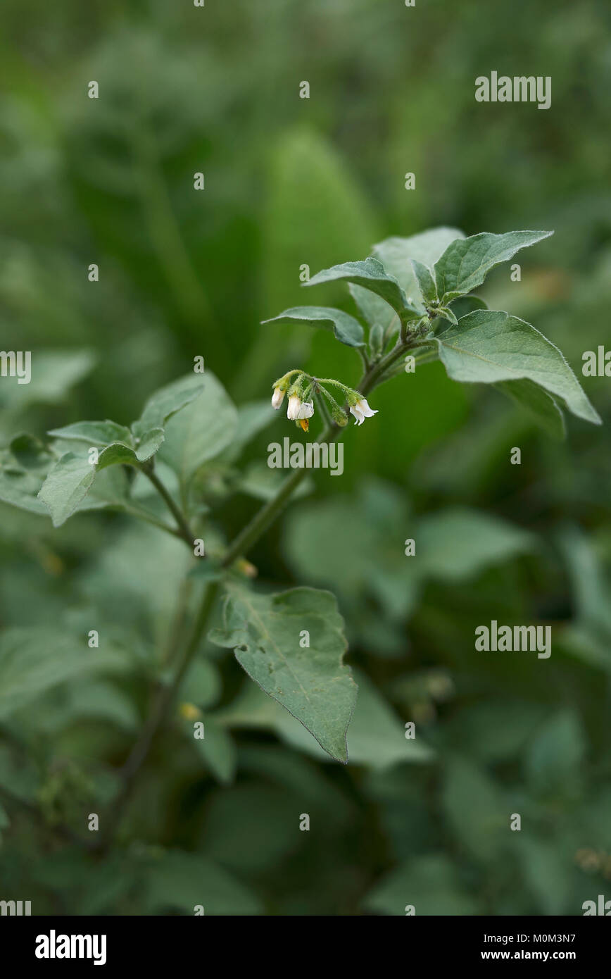 Solanum nigrum Stockfoto