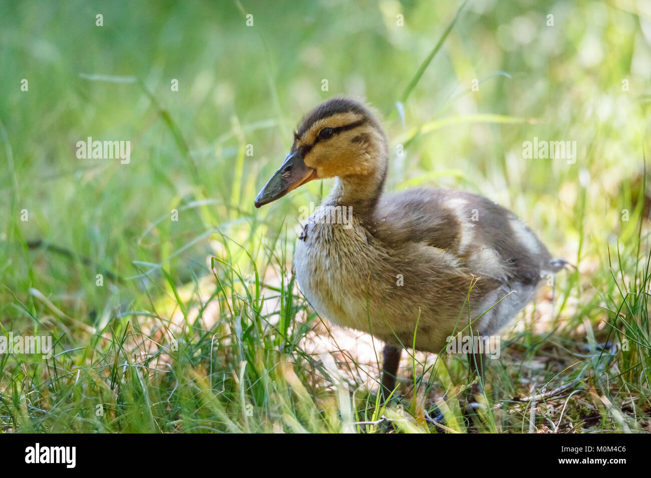 Junge Ente stehend im Gras Stockfoto