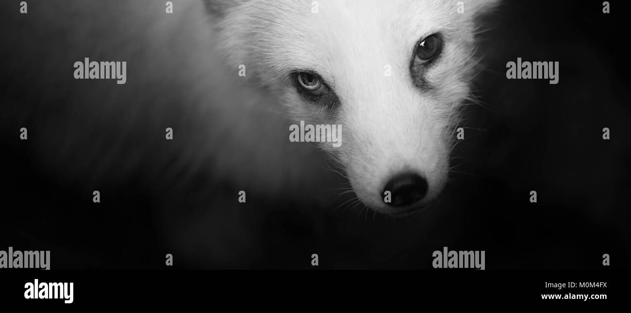 Schwarz und Weiß Polar Fox Portrait Stockfoto