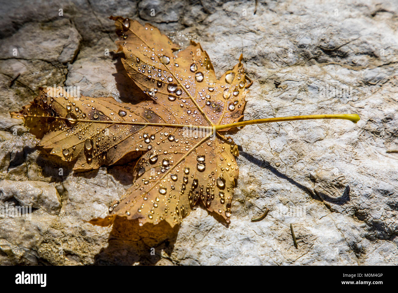 Wassertropfen auf einem Blatt, Herbst, Stockfoto
