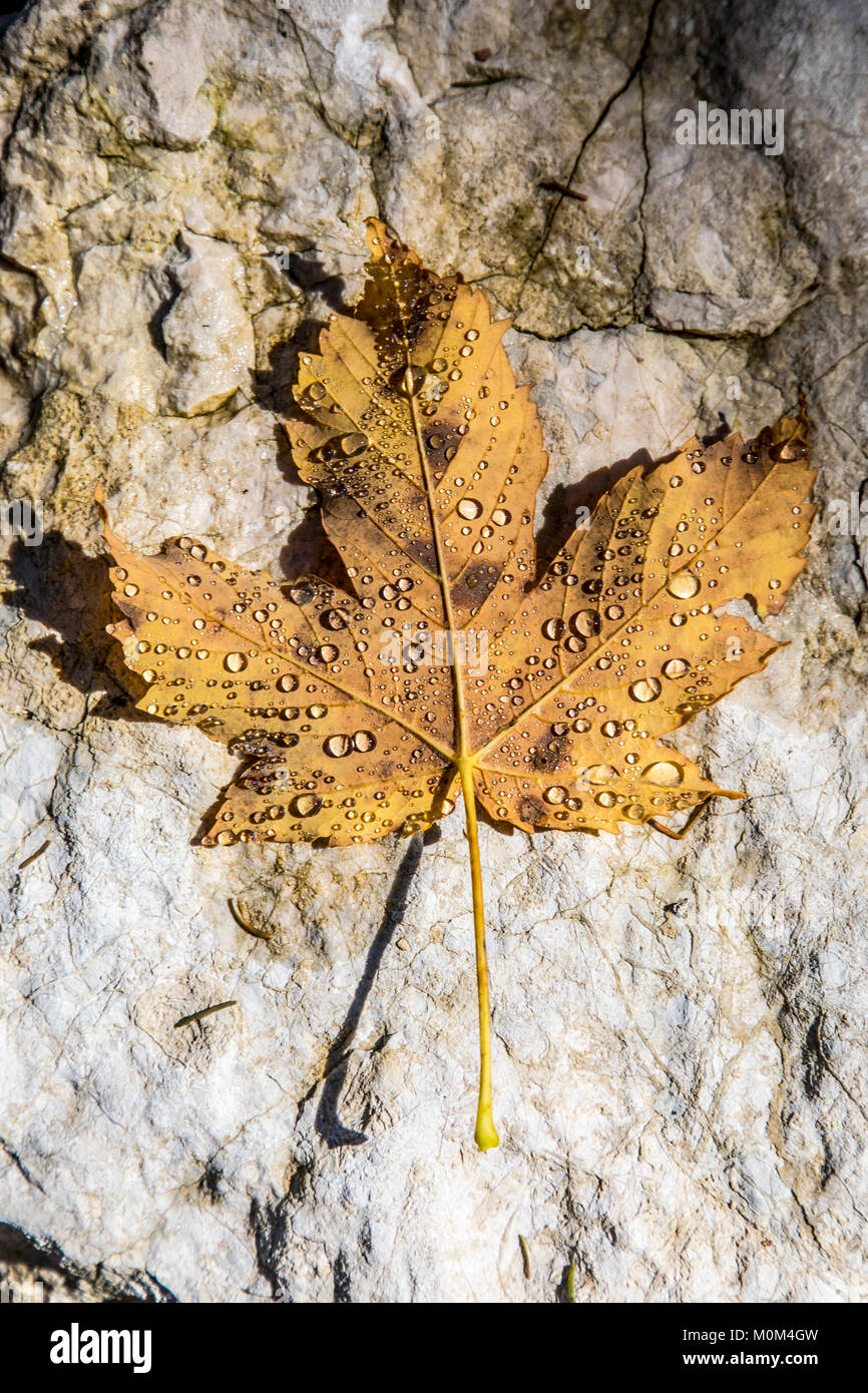 Wassertropfen auf einem Blatt, Herbst, Stockfoto