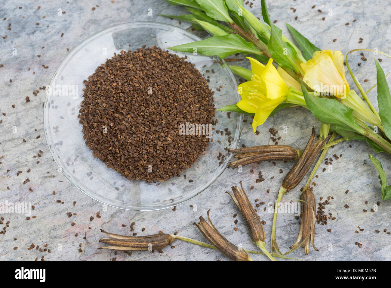 Gewöhnliche Nachtkerze, Zweijährige Nachtkerze, Samen, Nachtkerzensamen  Nachtkerzen-Samen, zur Gewinnung von Nachtkerzenöl, Oenothera biennis,  Gemeinsame Stockfotografie - Alamy