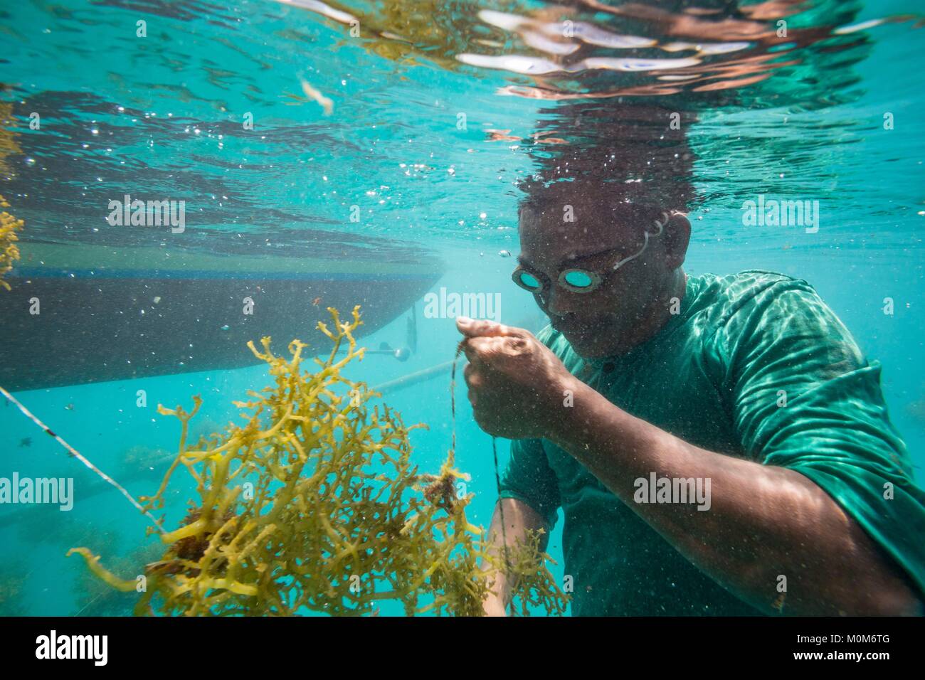 Philippinen, Palawan, Roxas, grüne Insel Bucht, Johnson, Insel, Unterwasser Blick eines Mannes Ernte Agar Agar in einem Algen Farm Stockfoto