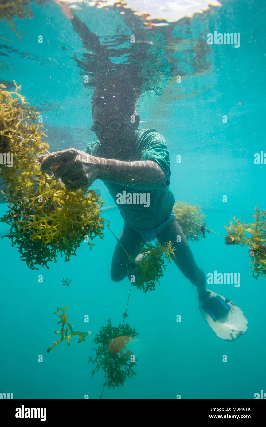 Philippinen, Palawan, Roxas, grüne Insel Bucht, Johnson, Insel, Unterwasser Blick eines Mannes Ernte Agar Agar in einem Algen Farm Stockfoto