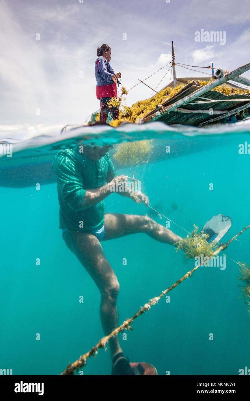 Philippinen, Palawan, Roxas, grüne Insel Bucht, Johnson, Insel, Unterwasser Blick eines Mannes Ernte Agar Agar in einem Algen Farm Stockfoto