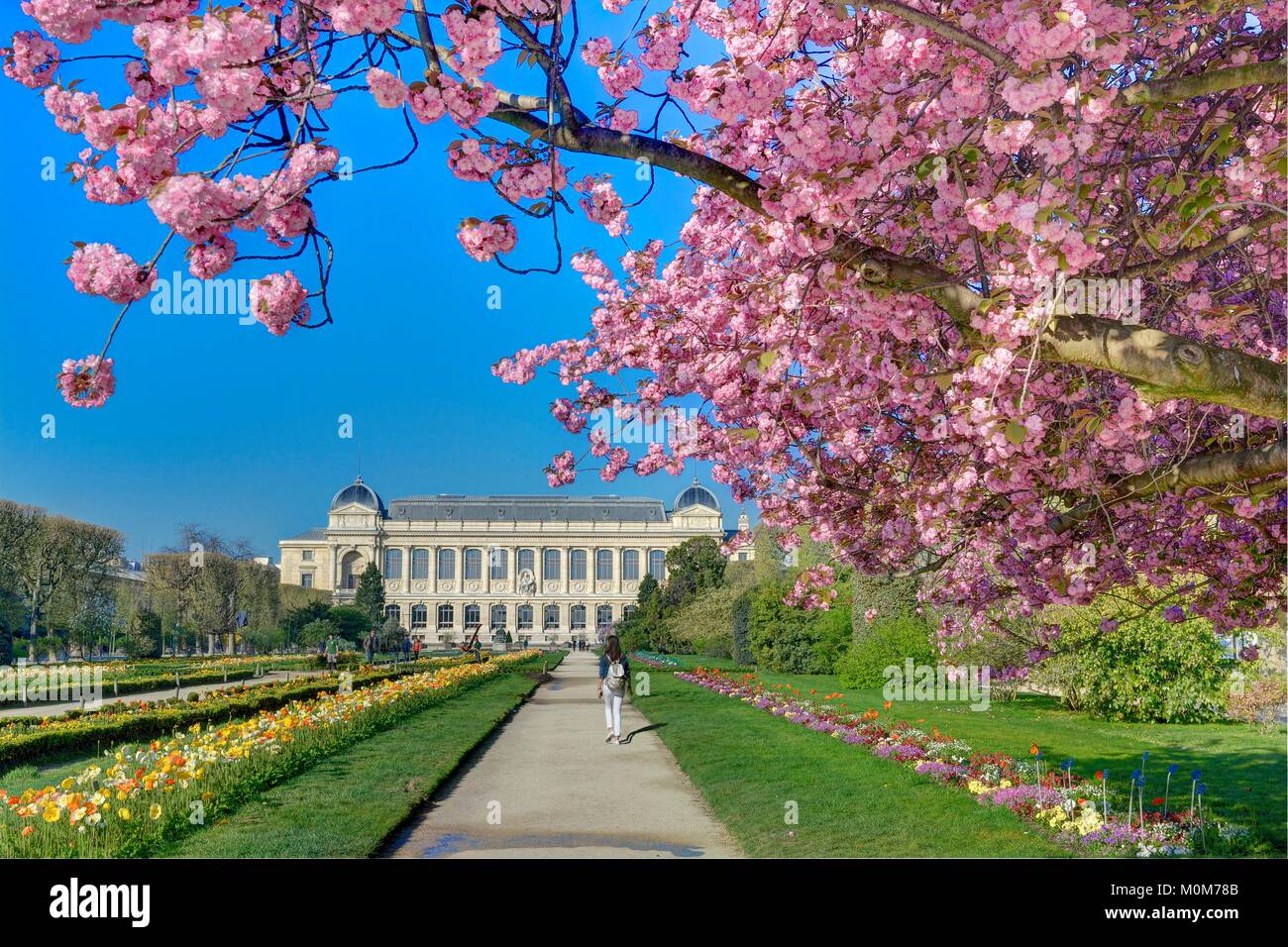 Frankreich, Paris, die Pflanzen Gärten mit einem japanischen Kirschbaum (Prunus Serrulata) in der Blüte und der Großen Galerie des Evolution des Natural History Museum Stockfoto