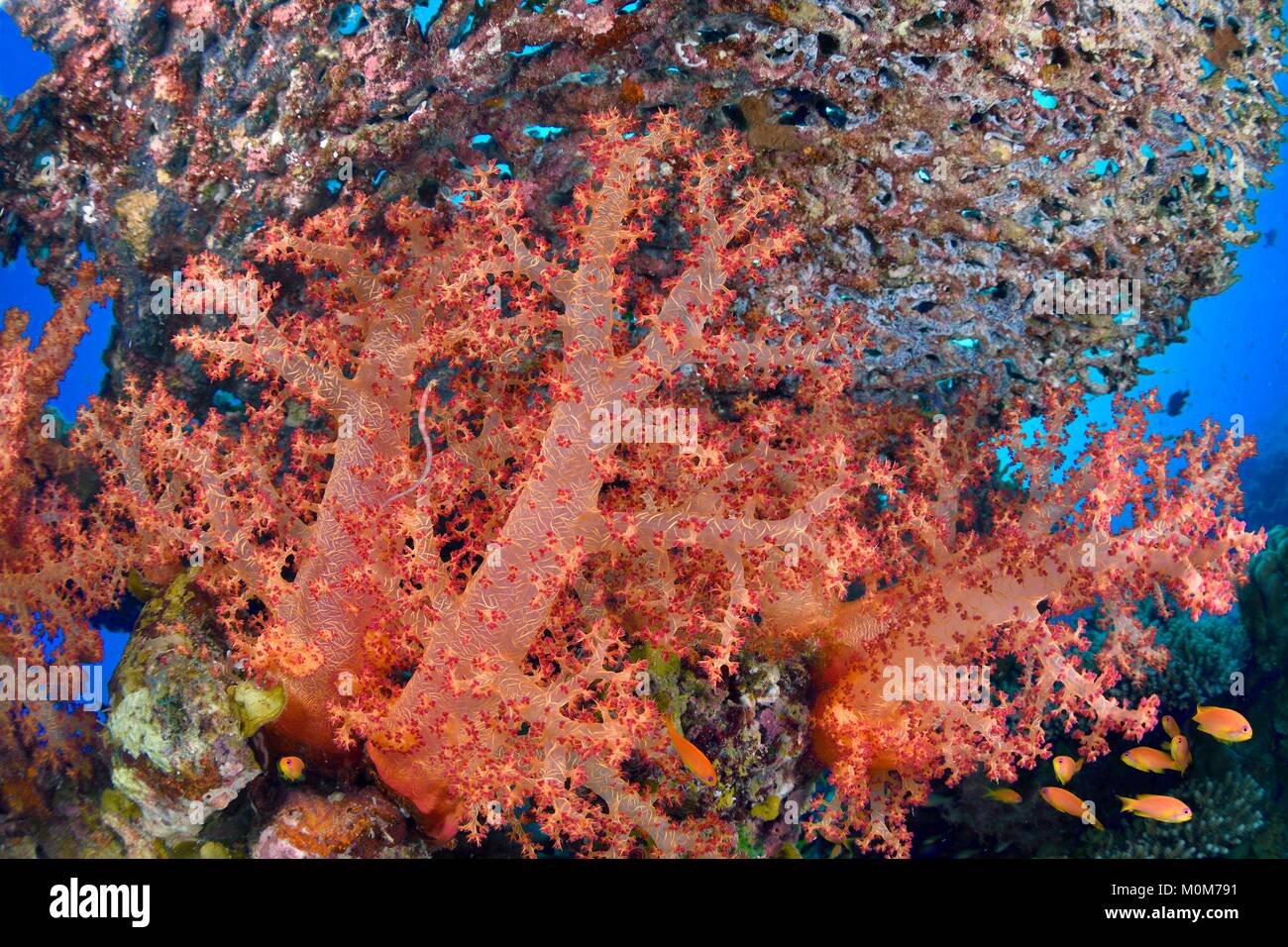Ägypten, Rotes Meer, roten Alcyoniidae (Dendronephthya sp.) und Korallen Acropra sp. Stockfoto