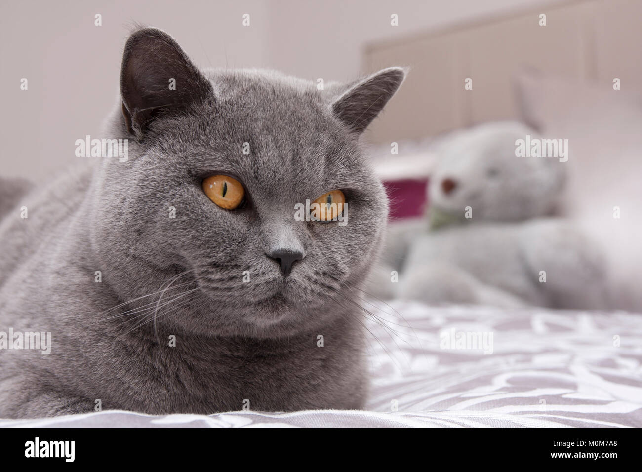 Britisch Kurzhaar blau erwachsene Katze Stockfoto