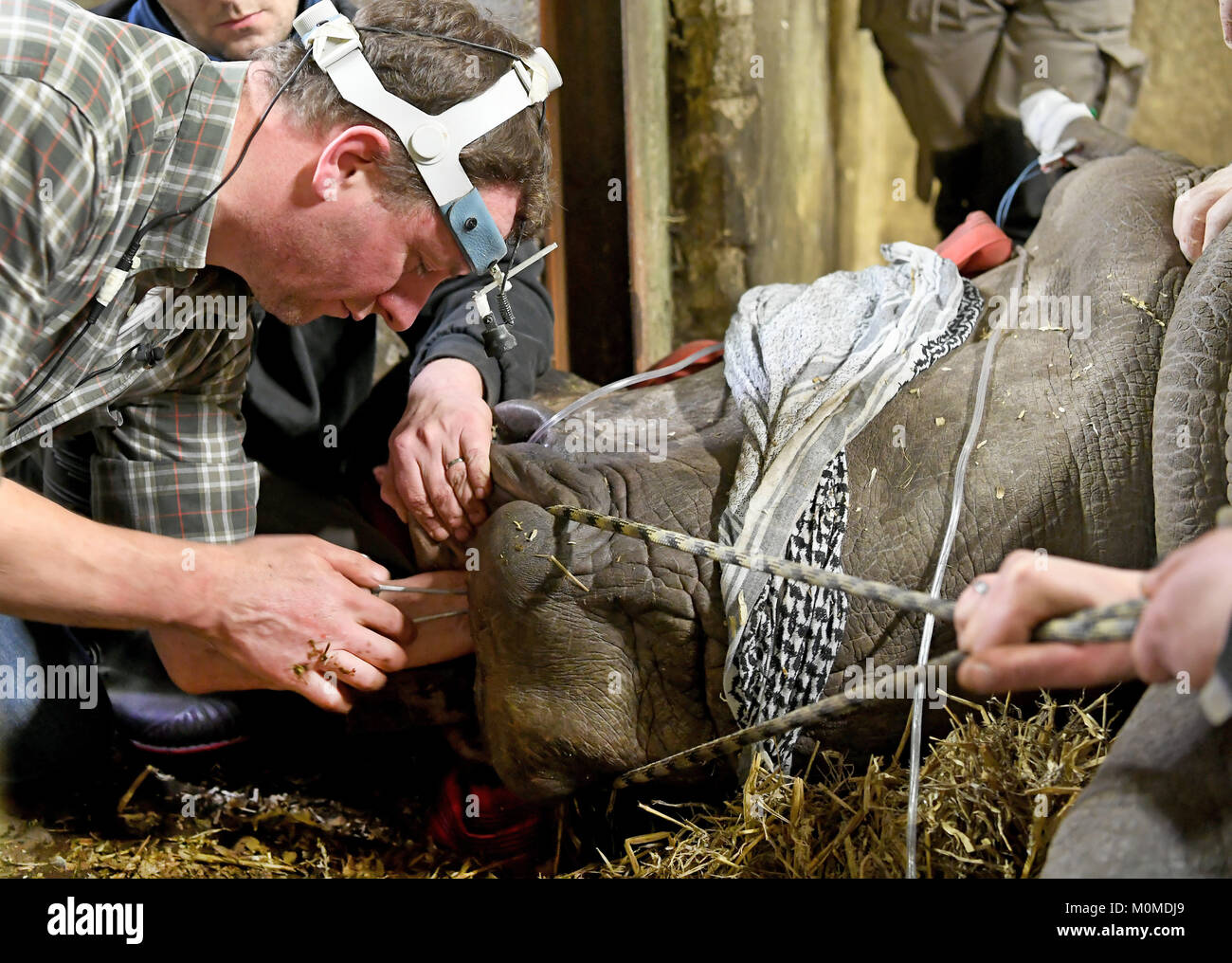 Carsten Vogt L Experte Tierarzt Fur Pferde Zahnheilkunde