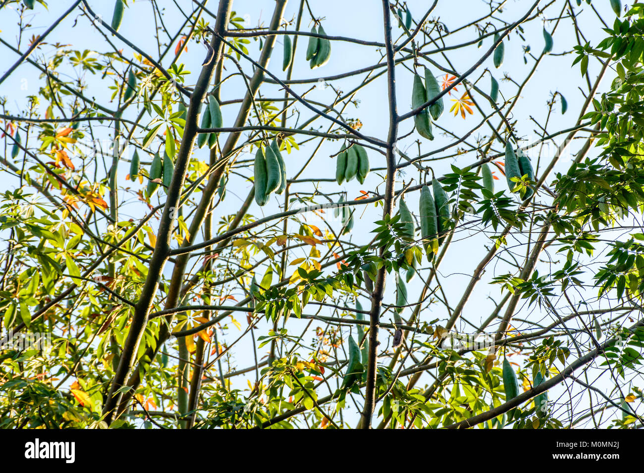 Foto von Silk Cotton Tree Stockfoto