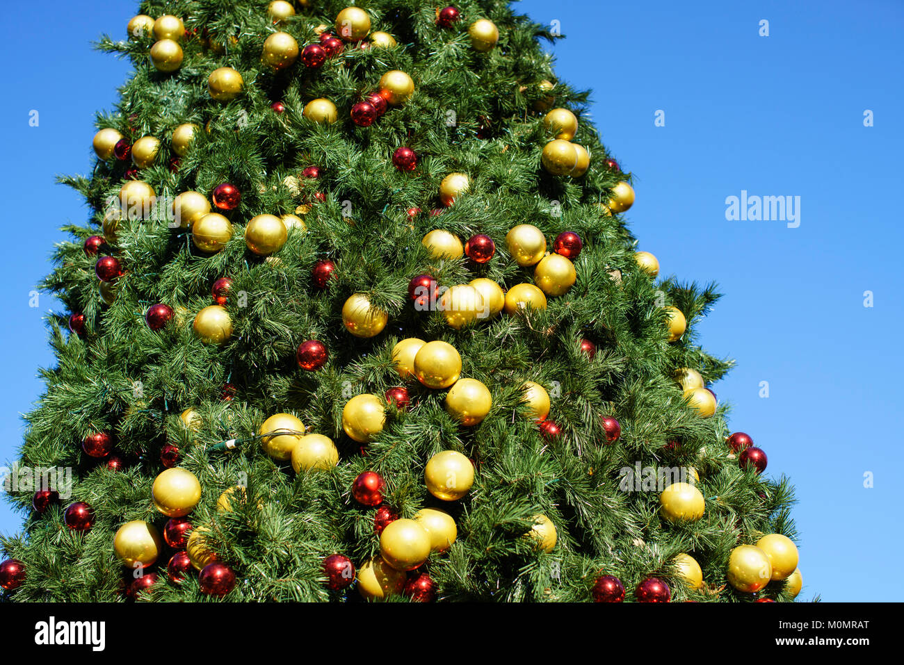Goldene und rote Kugeln auf einem großen Weihnachtsbaum außerhalb an einem sonnigen Tag vor einem blauen Himmel. Stockfoto