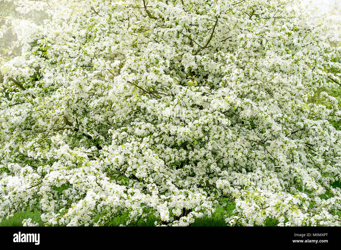 White Crab Apple Blossom - Malus Transitoria Feder weiß blumen Stockfoto