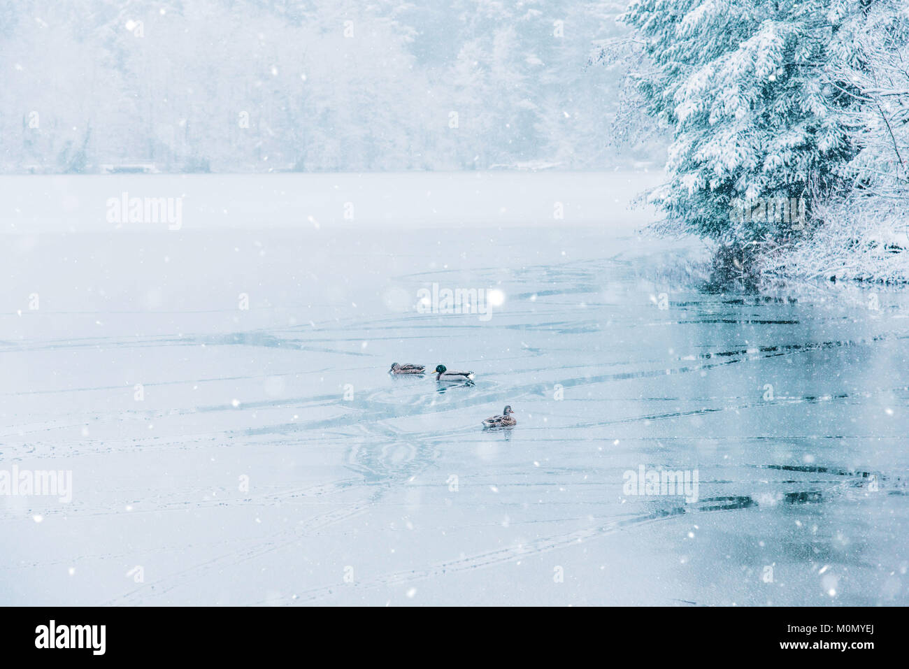 Winterlandschaft von Enten und ein halb zugefrorenen See. Stockfoto