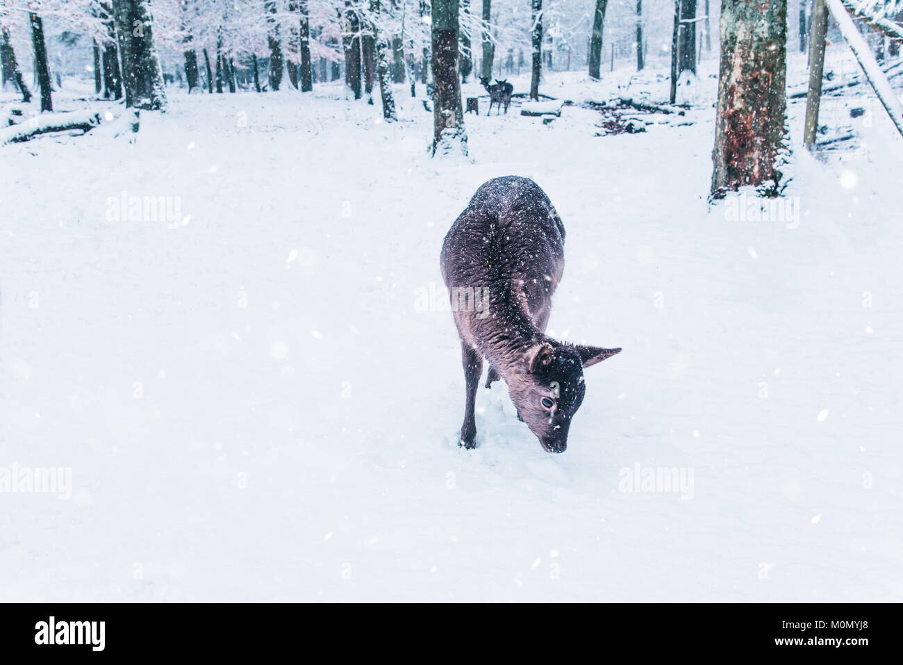 Winter Wildnis Landschaft mit jungen Hirsch. Stockfoto