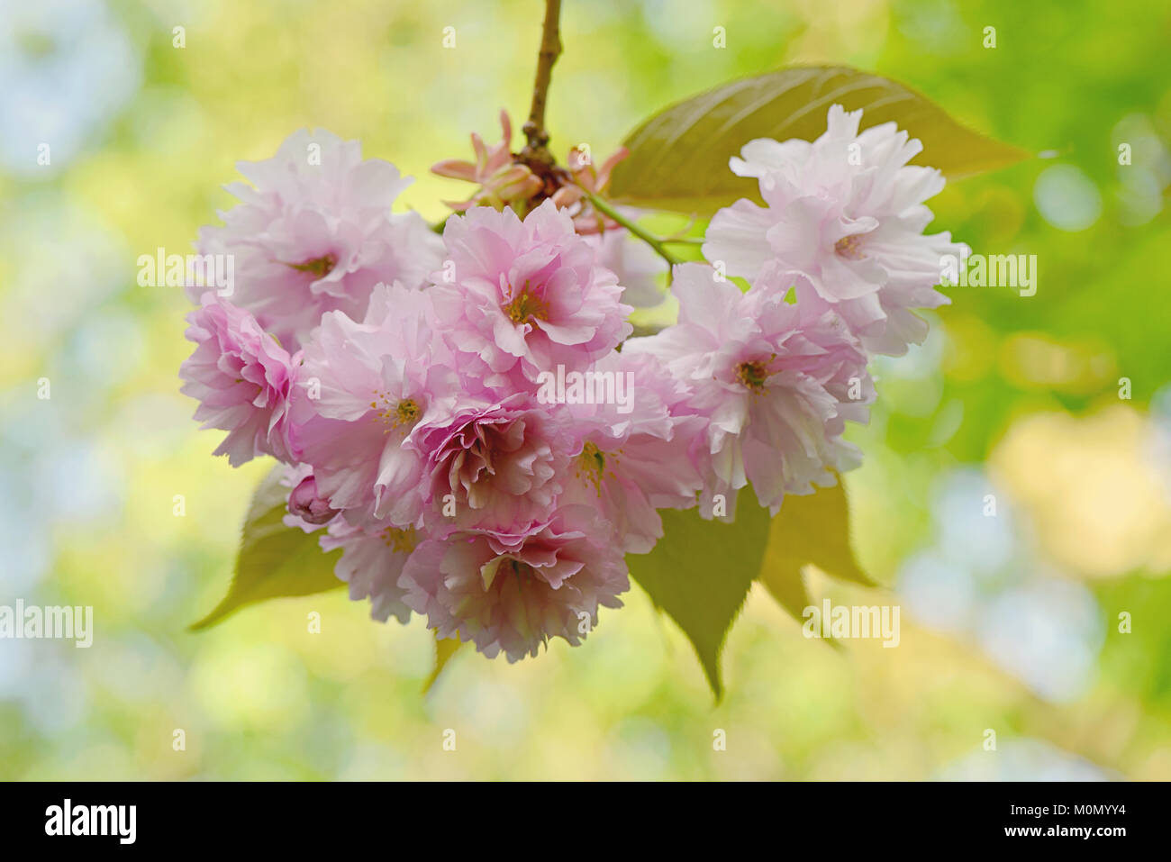 Nahaufnahme der schöne Frühling blühende 'Kanzan Prunus 'Pink Cherry Blossom Flowers Stockfoto