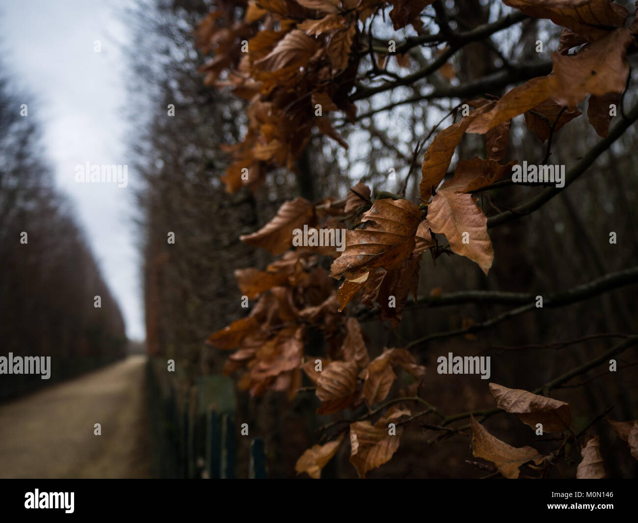 Reise Fotografie durch Paris; Winter Blätter aus der Nähe Stockfoto