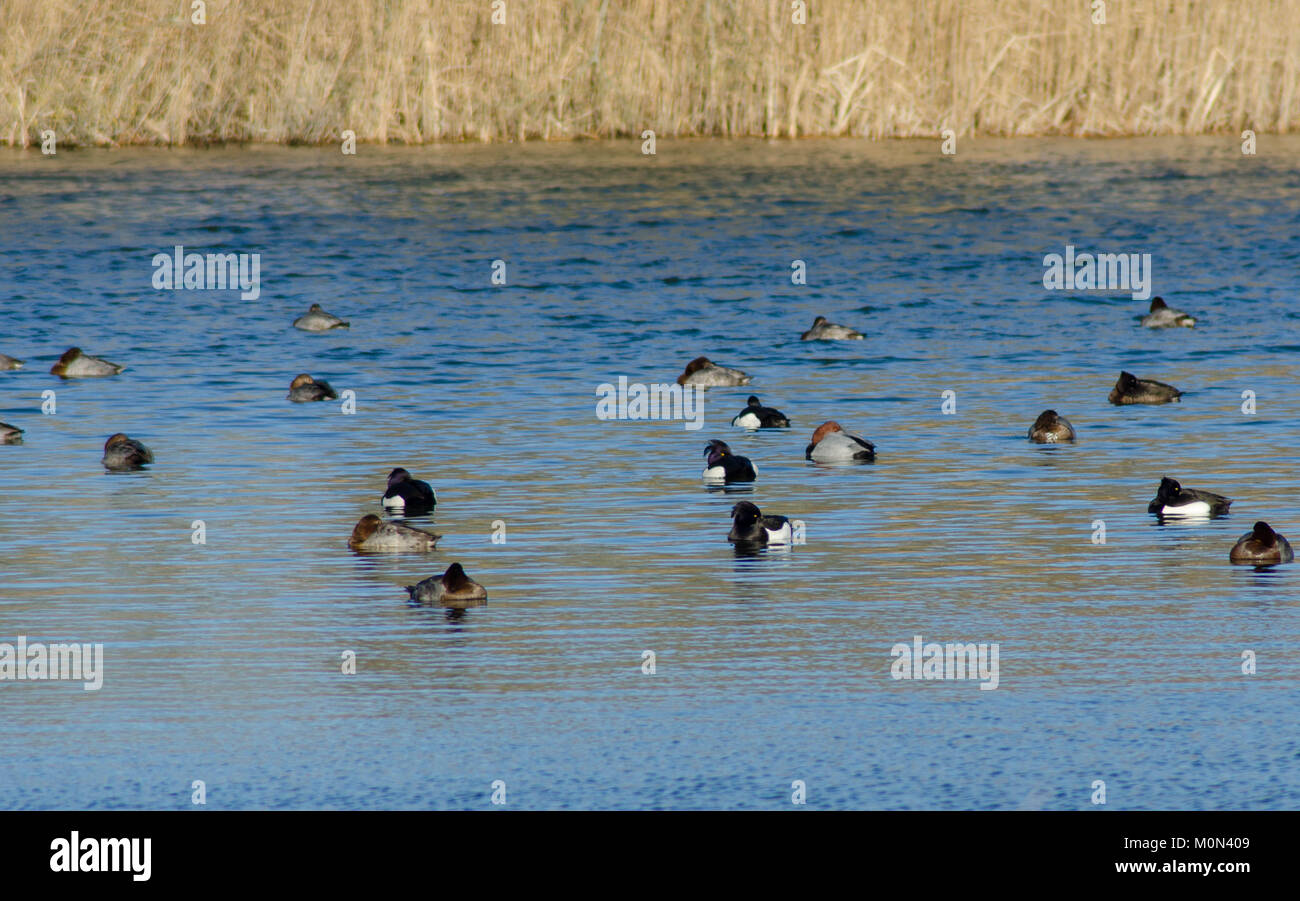 Getuftete und pochard Enten in Ruhestellung Stockfoto