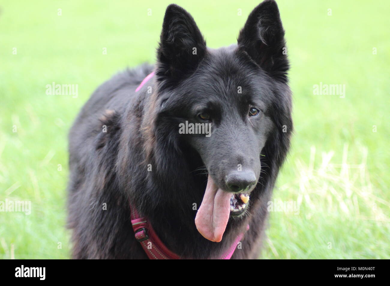 Gerettet weiblichen Belgischen Schäferhund Wandern im Sommer in einem Feld Stockfoto