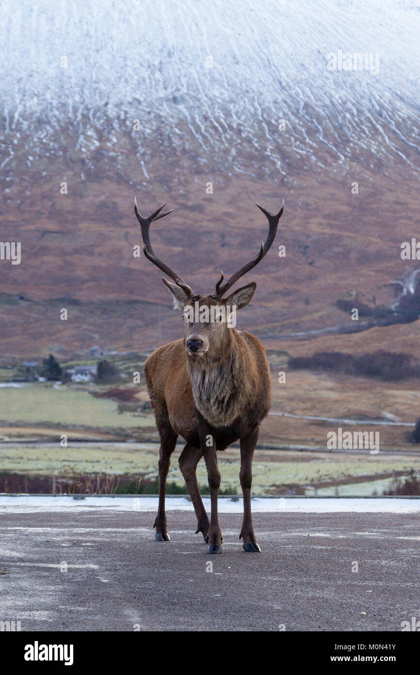 Hirsch stehend auf dem Parkplatz am Loch Tulla Sicht Stockfoto