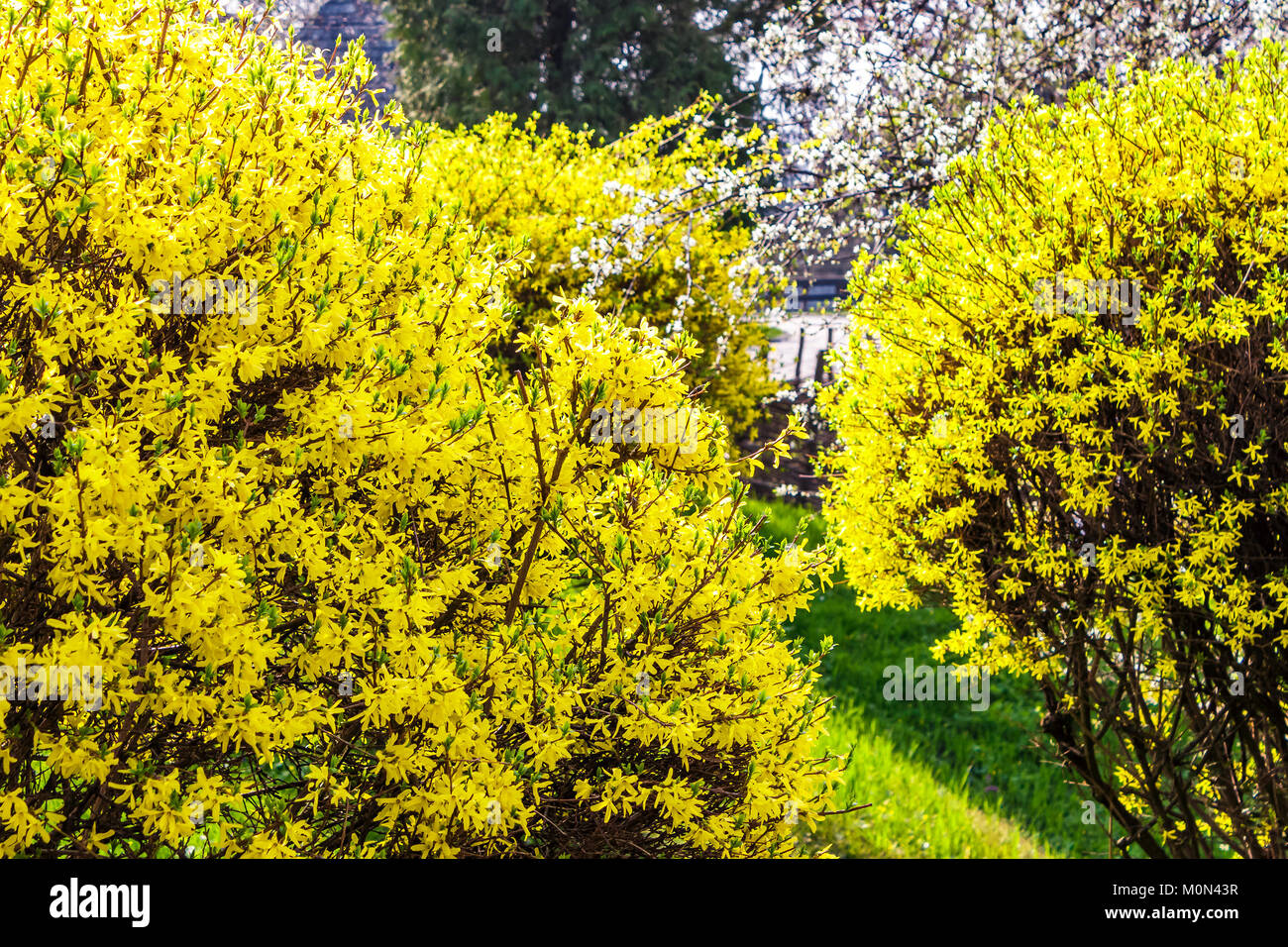 Forsythia shrub Fotos und Bildmaterial in hoher Auflösung Alamy