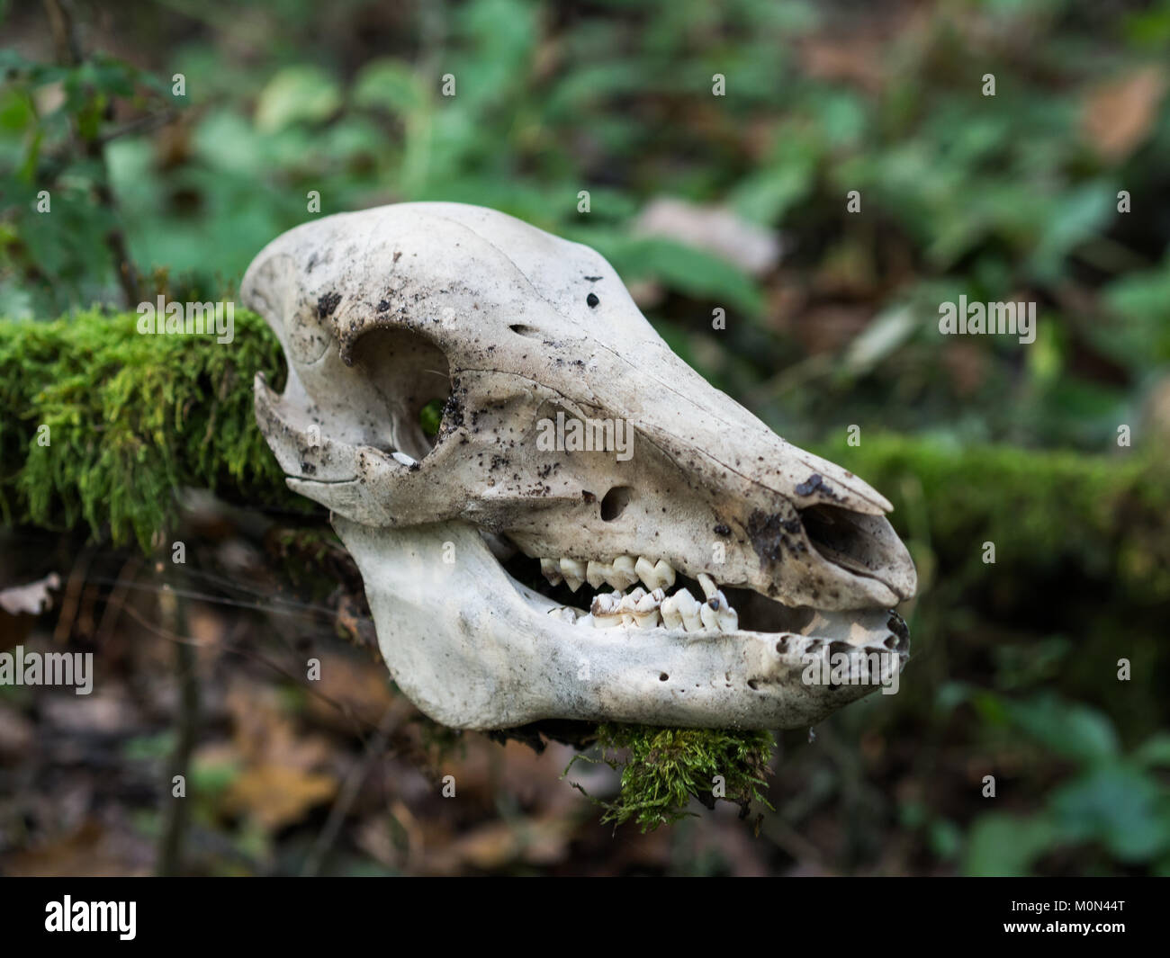 Deer skull auf Stick im Wald Stockfoto