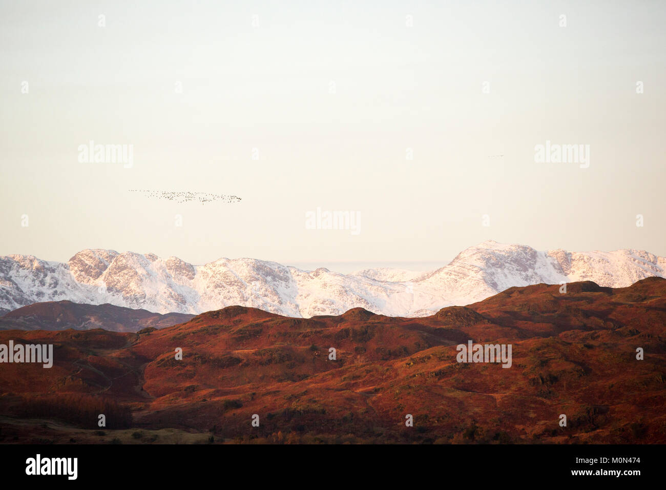 Knäuel Rosa Gänse (Anser brachyrhynchus), über den See und die Berge von Ambleside, Großbritannien fliegen. Stockfoto