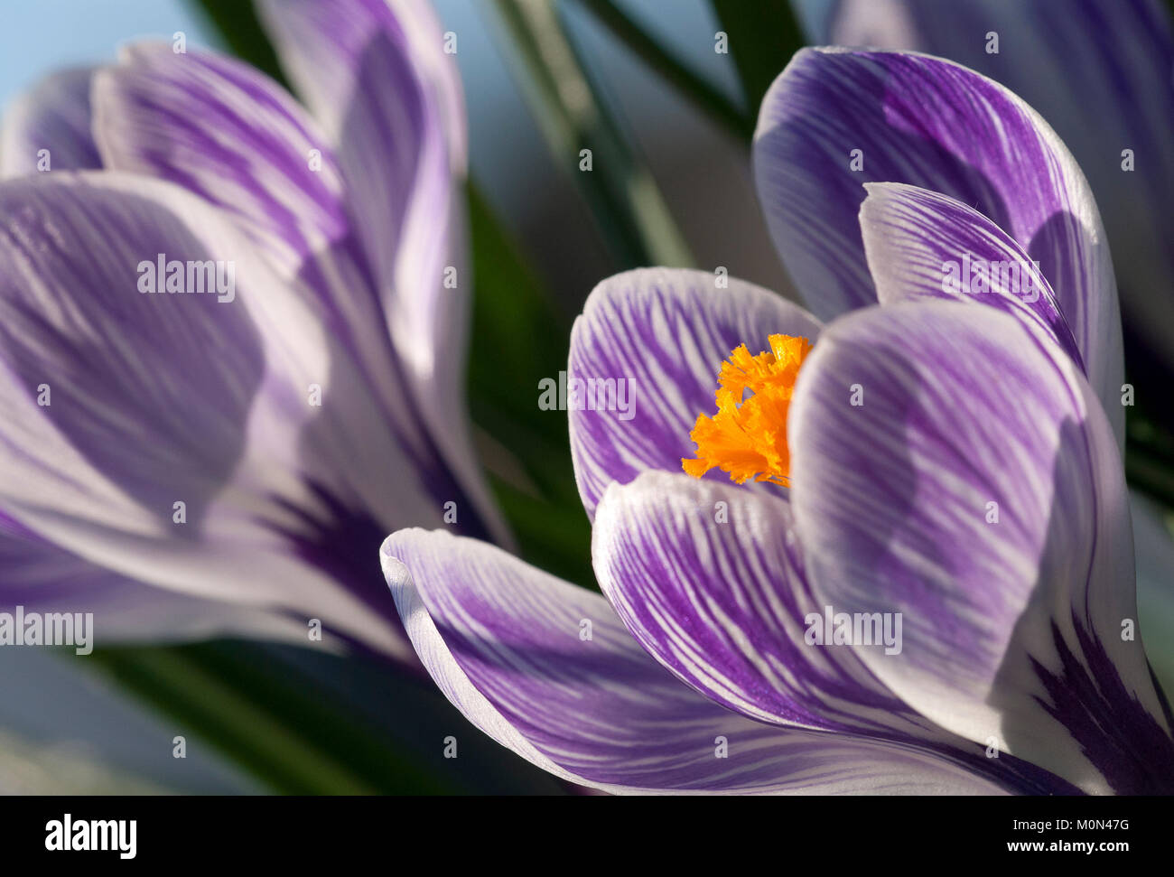 Crocus 'Pickwick' - Krokus Stockfoto