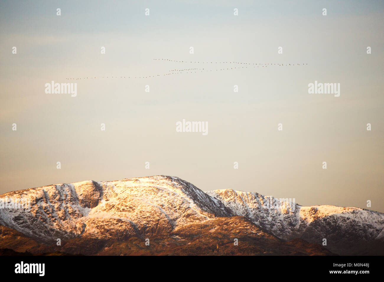 Knäuel Rosa Gänse (Anser brachyrhynchus), über den See und die Berge von Ambleside, Großbritannien fliegen. Stockfoto