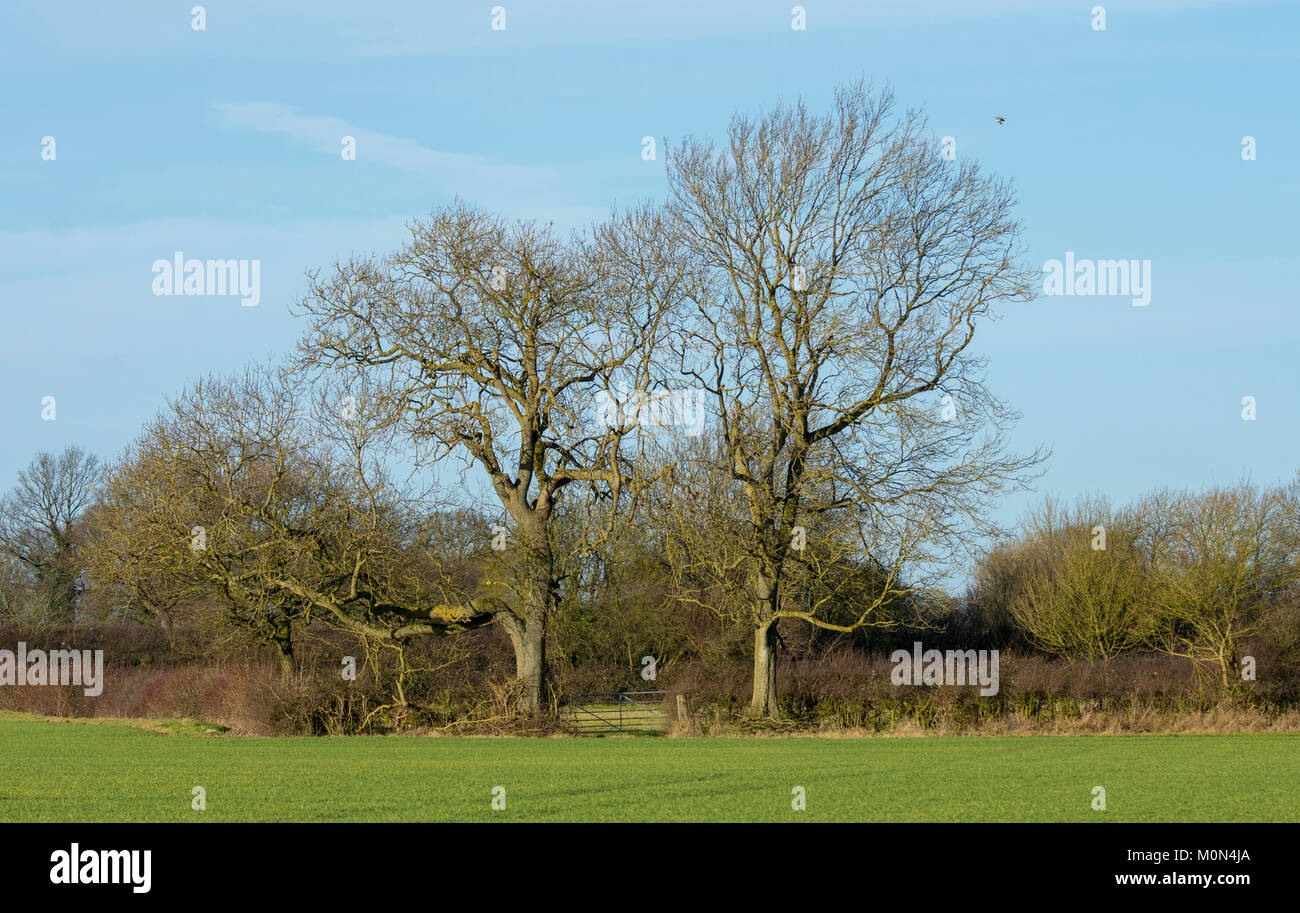Englisch Eichen (Quercus rober) am Tor in das Feld Stockfoto