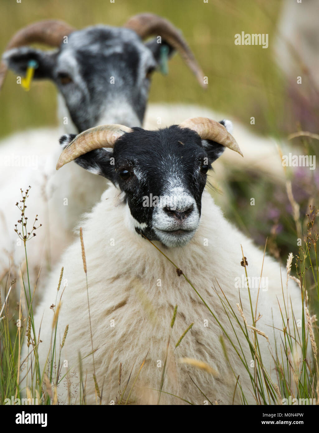 Scottish Blackface Schafe Stockfoto