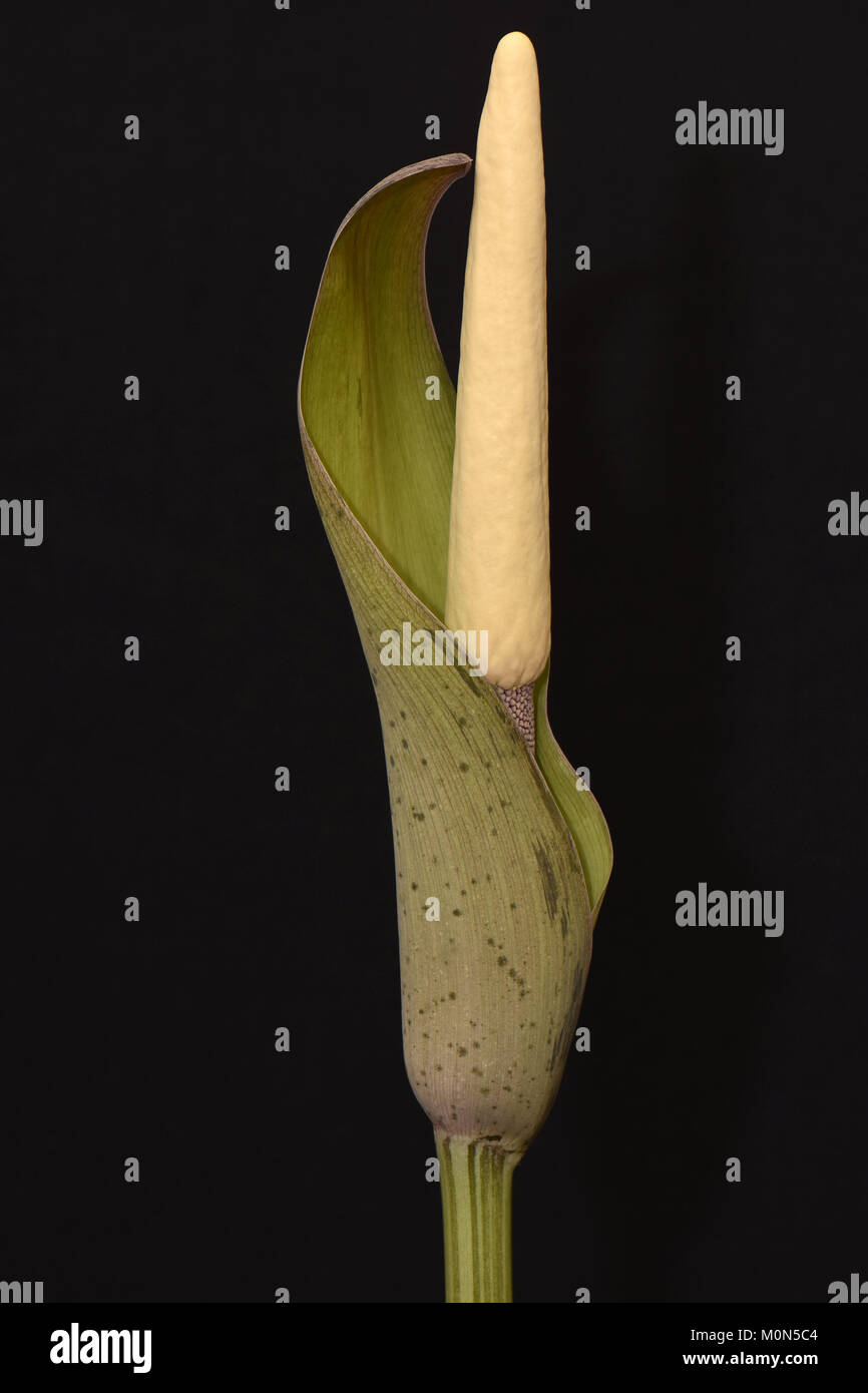 Amorphophallus longituberosus. Aas Lily. Voodoo Lily. Leiche Lily