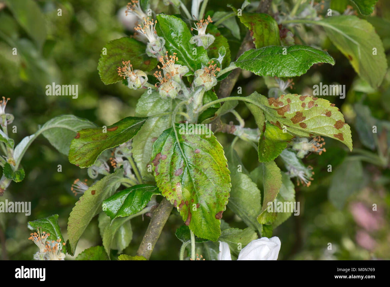 Nekrotische Blätter Flecken auf Apple Blätter eines Cox Orange Pippin in der frühen Frucht, die Ursache ist unbekannt, Berkshire, Mai Stockfoto