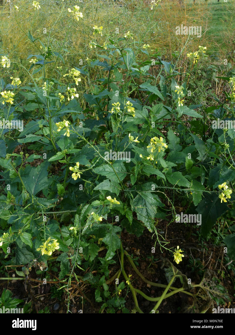 Senf, Sinapis arvensis, Pflanzen in Blüte im frühen Winter, November, Berkshire Stockfoto