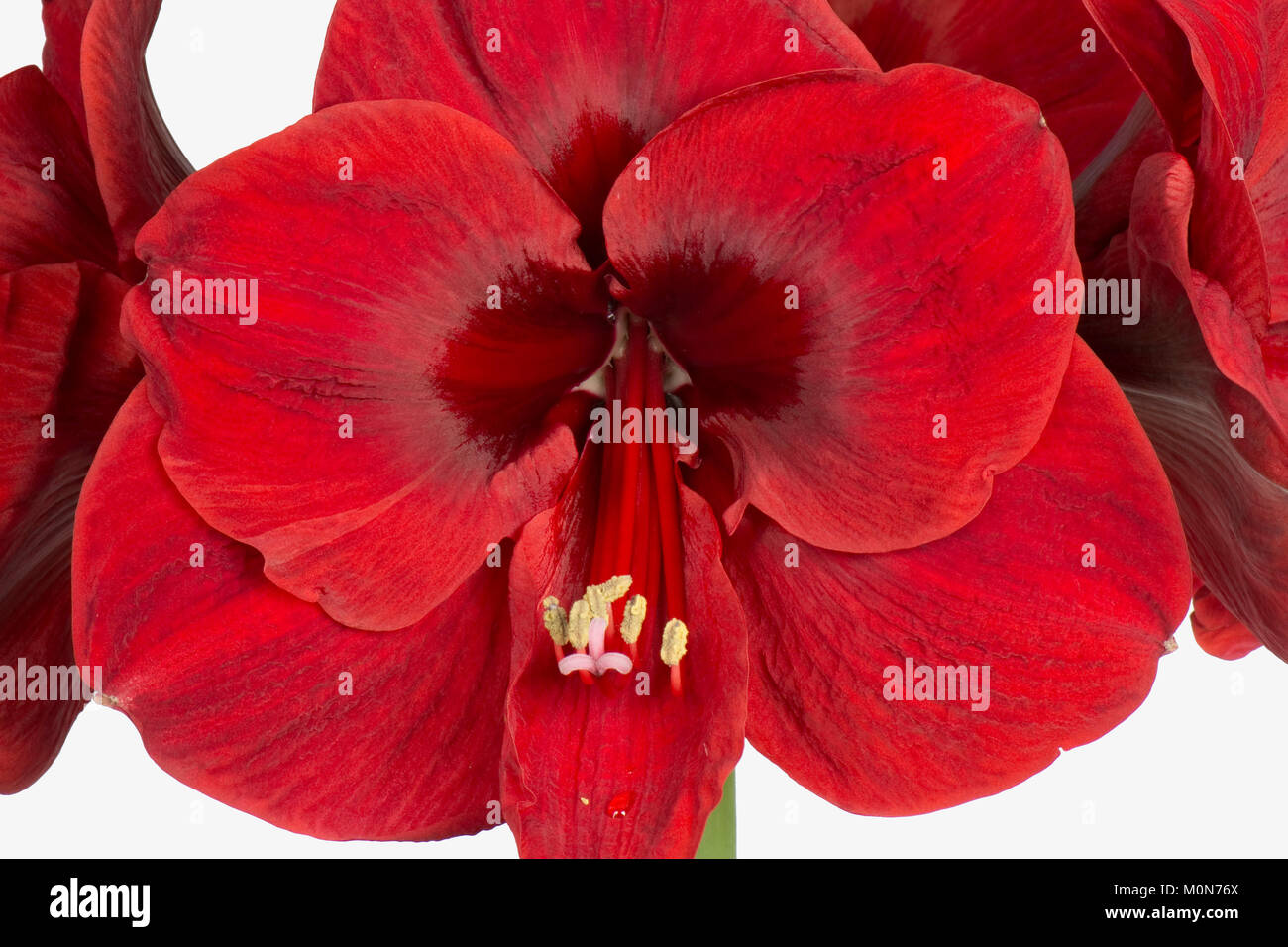 Tief roten Blüten von großen Lampe von Amaryllis, Hippeastrum spp, an Weihnachten Stockfoto