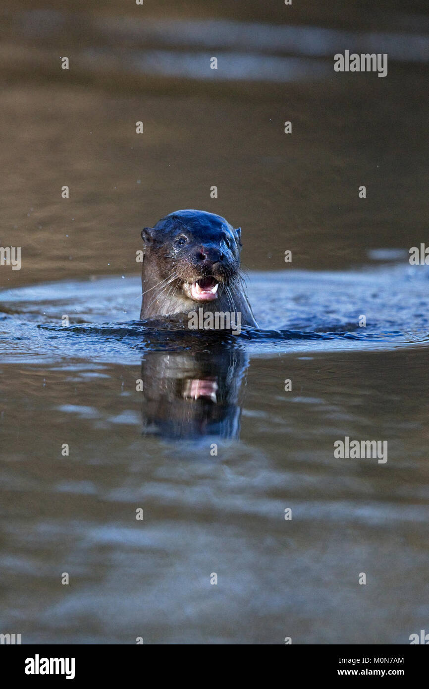 Gemeinsamen Otter (Lutra Lutra) Stockfoto