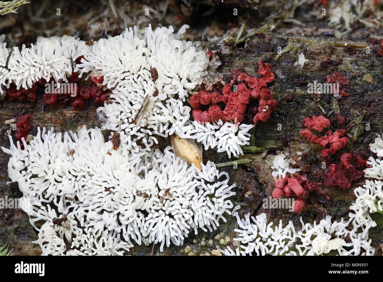 Coral Schleimpilze Ceratiomyxa fruticulosa oder Schimmel, Stockfoto