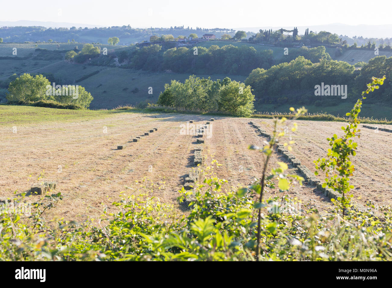 Grüne Anbauflächen in den niedrigen Sabina. Magliano Sabino, Latium, Italien, 24. April 2017 Stockfoto