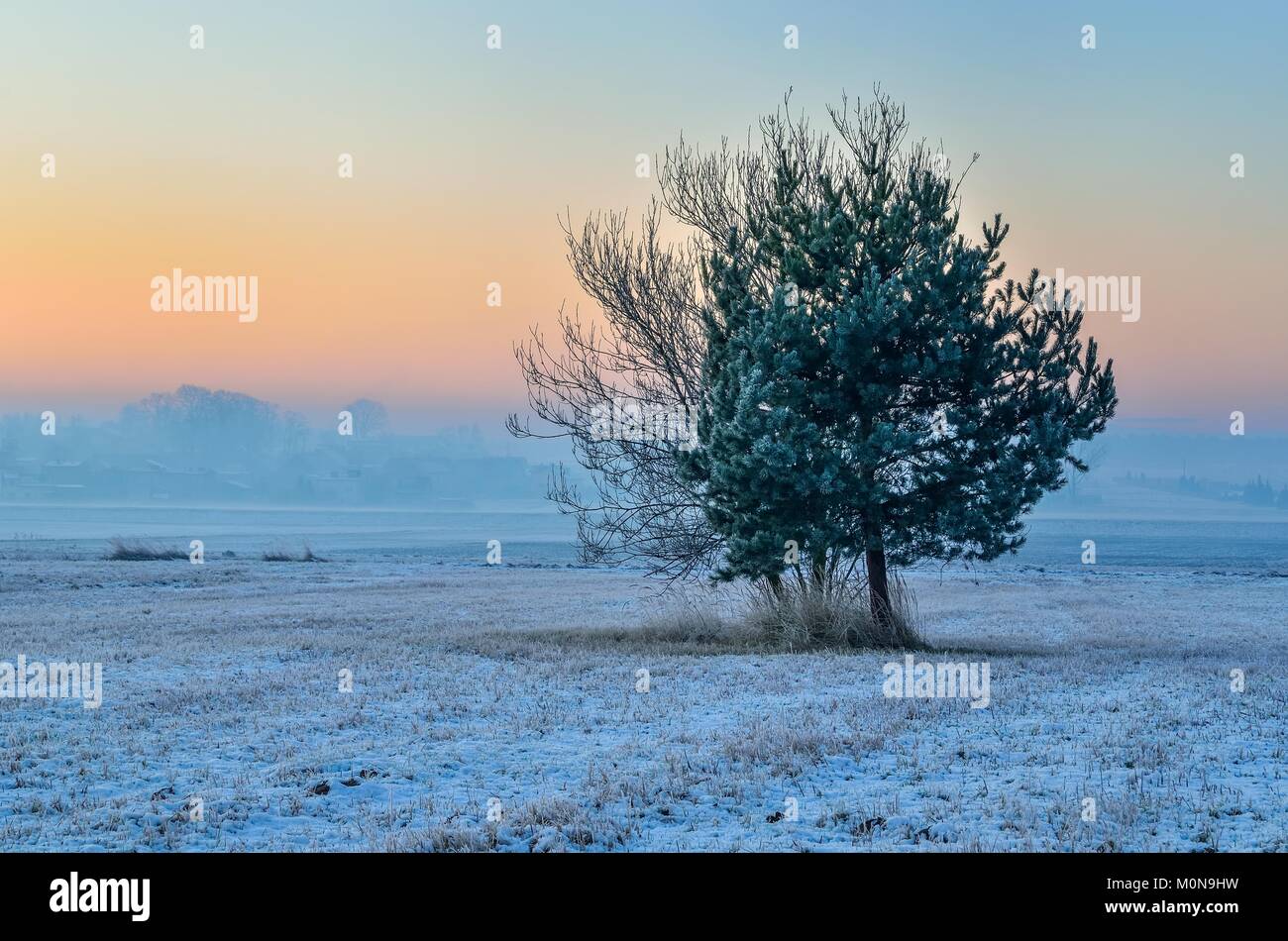 Wintermorgen Landschaft. Bäume auf einem ländlichen Wiese in einem nebligen Morgen Landschaft. Stockfoto