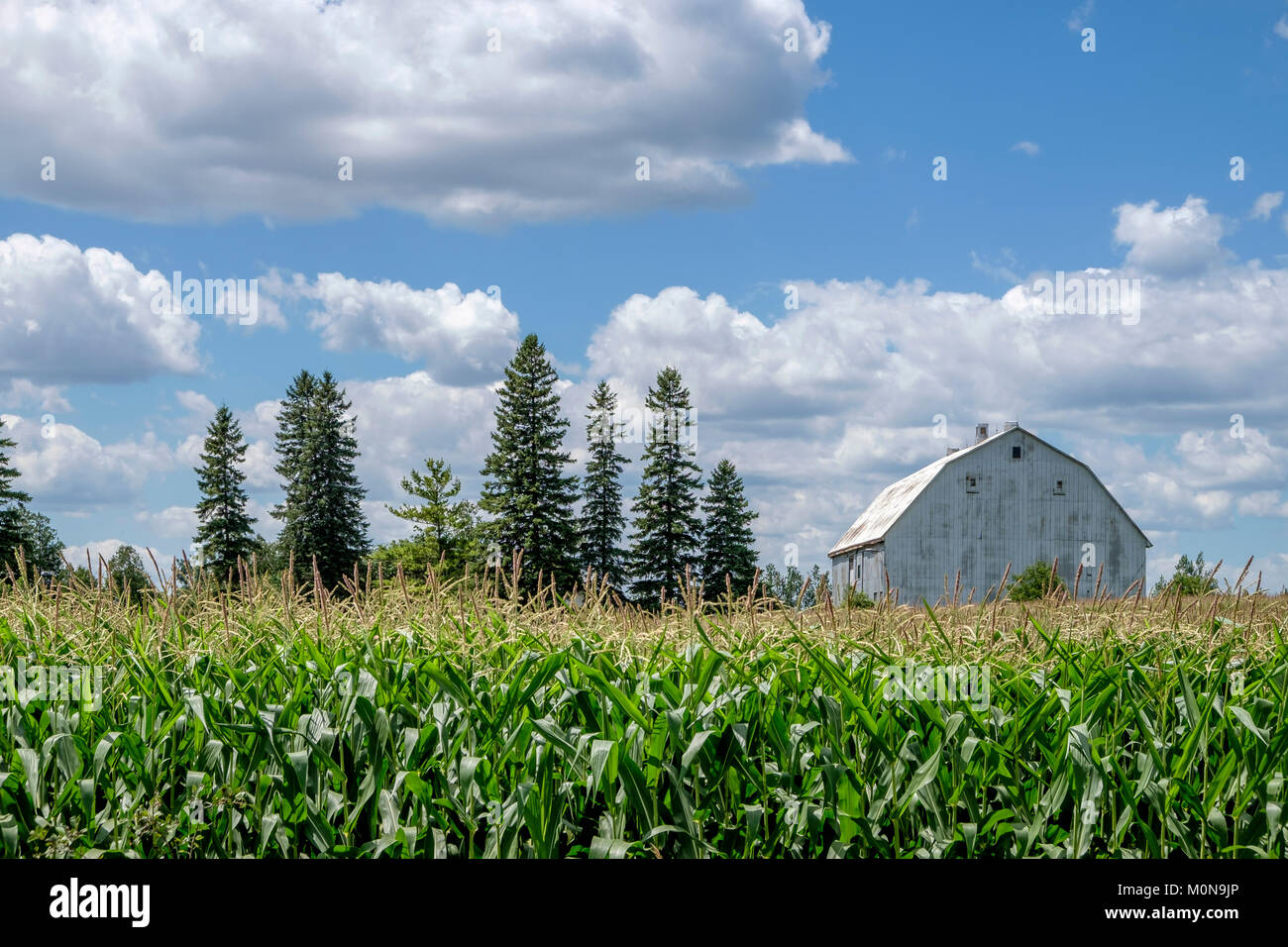 Eine silberfarbene Scheune kaum in einem Maisfeld in Stouffville Ontario Kanada sichtbar ist. Stockfoto