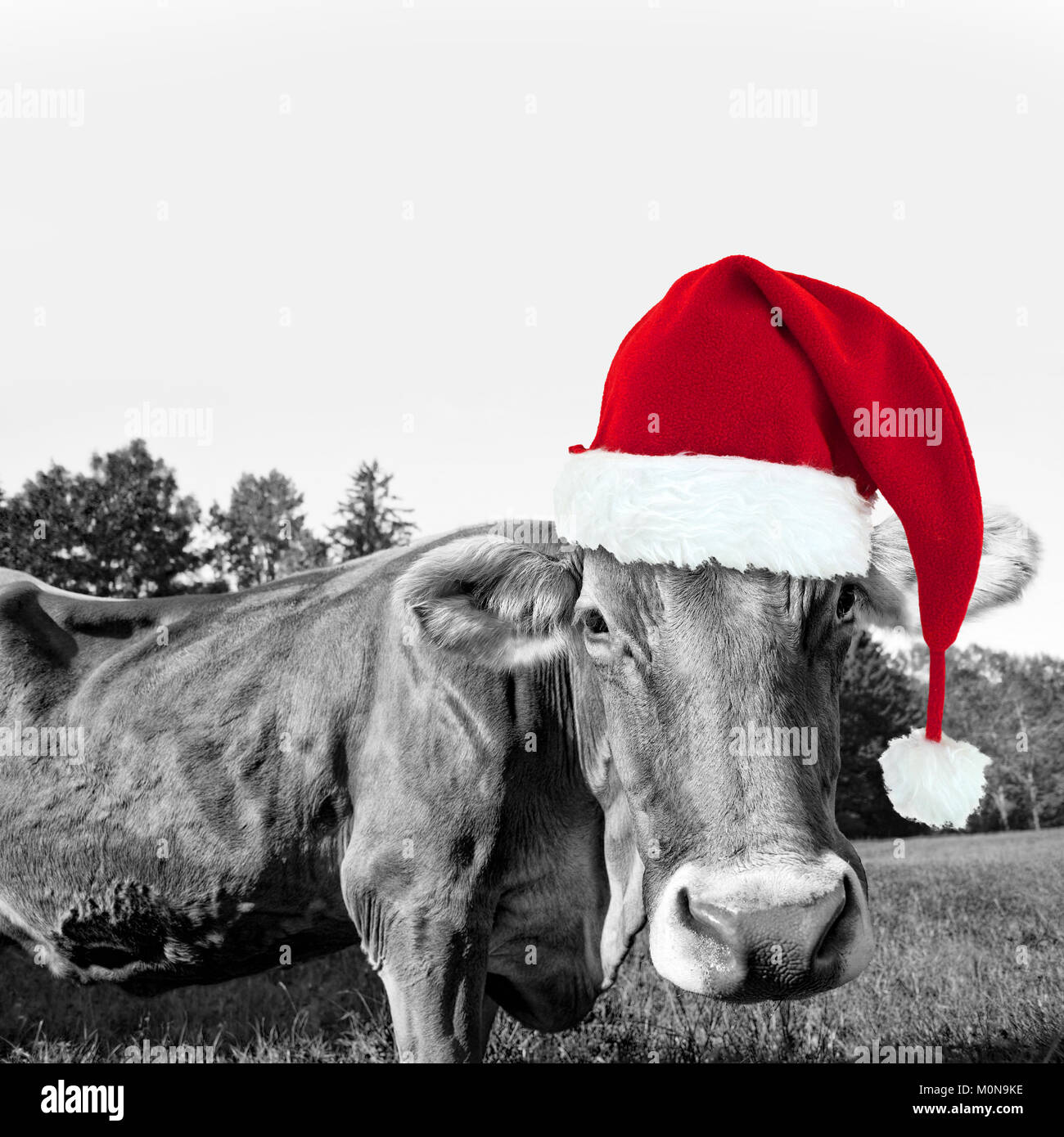 Rote Mütze auf einer schwarzen und weissen Kuh, Spaß weihnachten Grußkarte Stockfoto