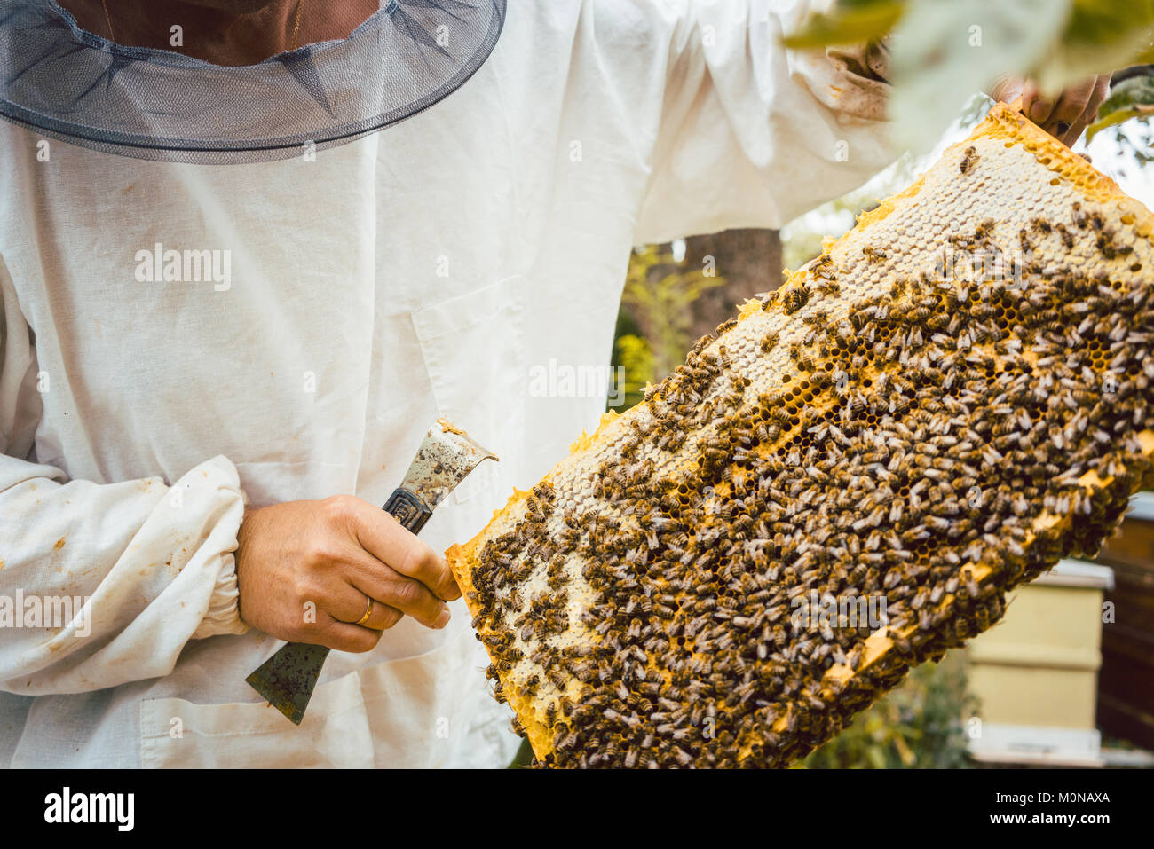 Imker, die Waben mit Bienen in seinen Händen Stockfoto