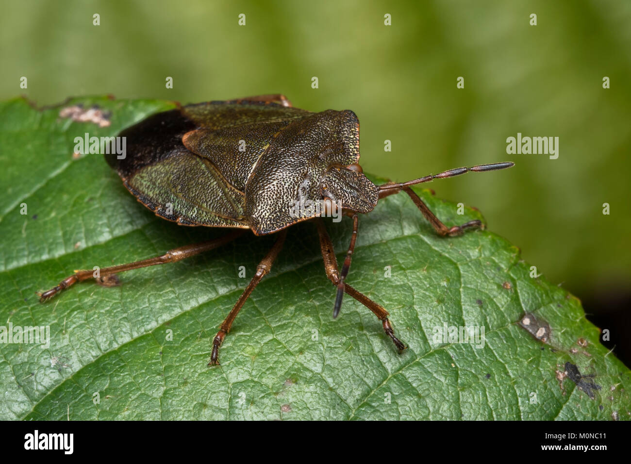 Gemeinsame Green Shieldbug (Palomena prasina) in ihrer braunen Farben der Winter ruht auf einem dornbusch Blatt im Januar. Tipperary, Irland. Stockfoto