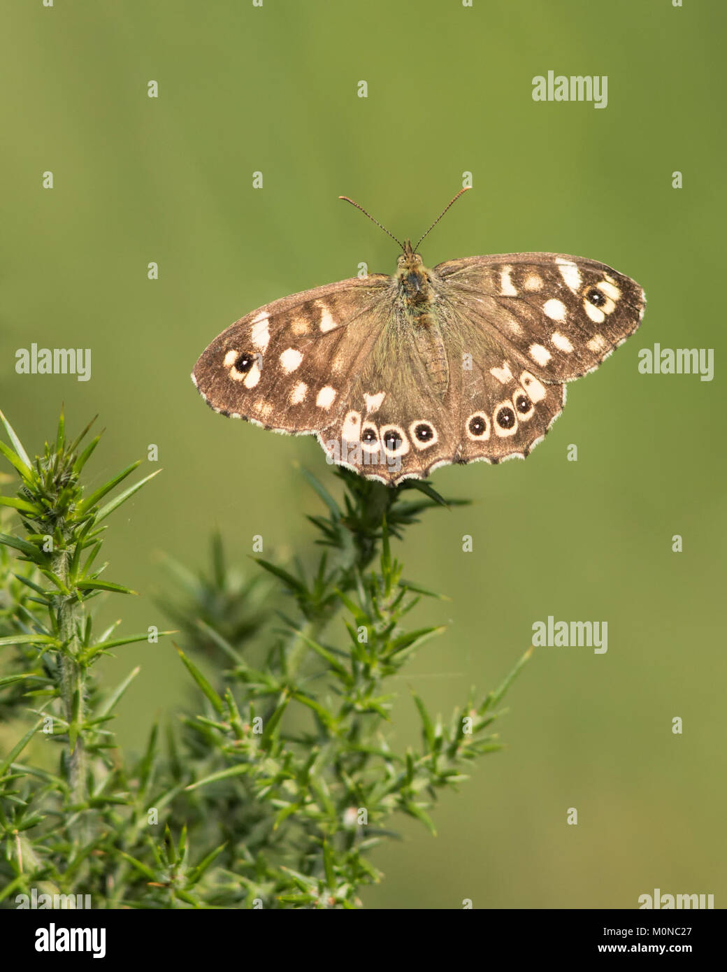 Hauhechelbläuling Schmetterling (Pararge depressa) auf der Spitze eines Ginster Bush thront. Tipperary, Irland. Stockfoto