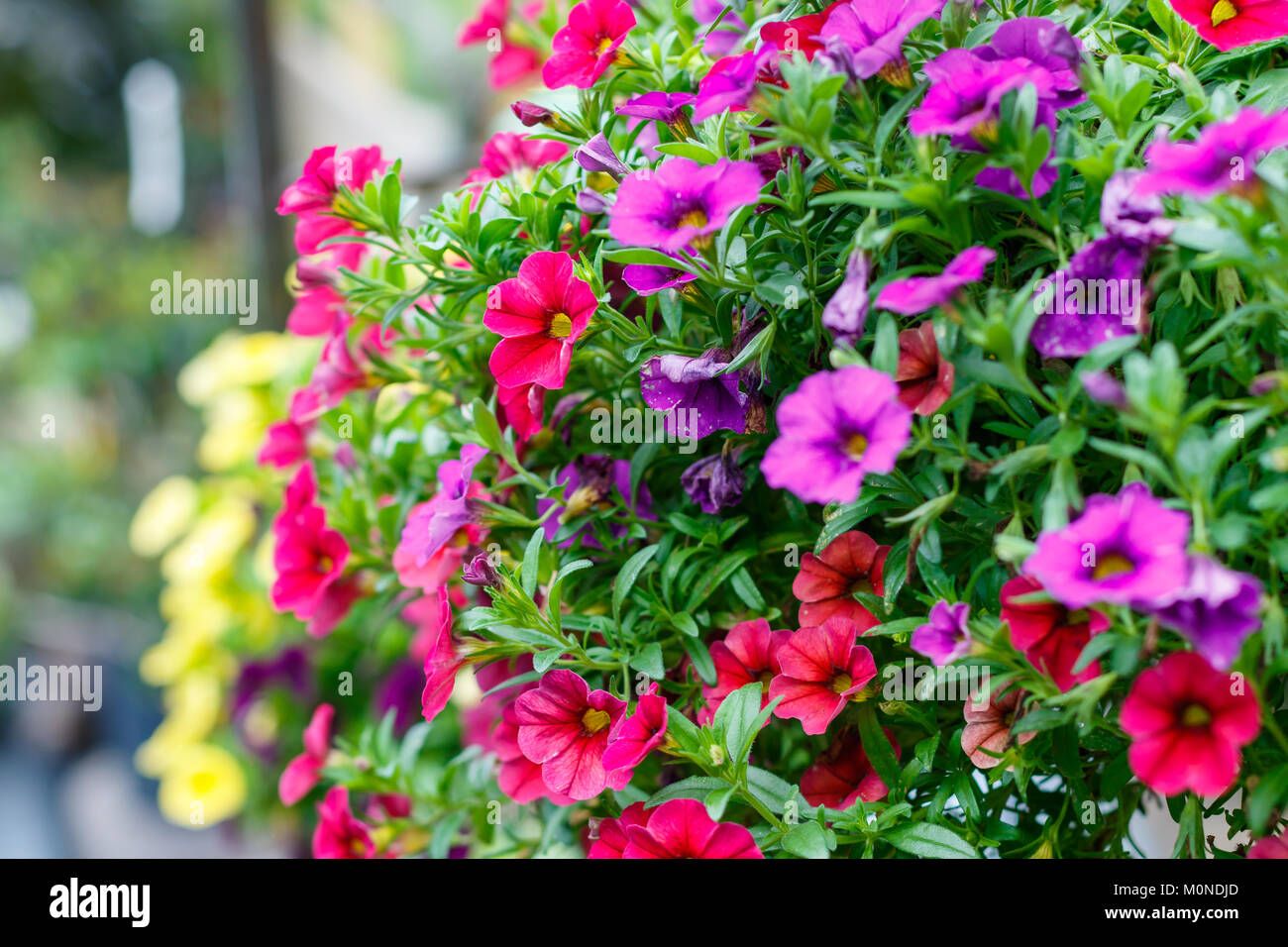 Gelb, Rot und Violett Millionen Glocken Blumen (calibrachoa). Stockfoto